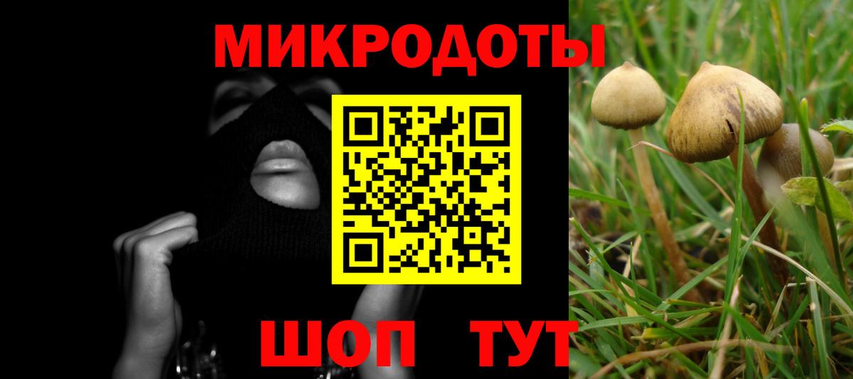 Псилоцибиновые грибы Psilocybine cubensis Качканар